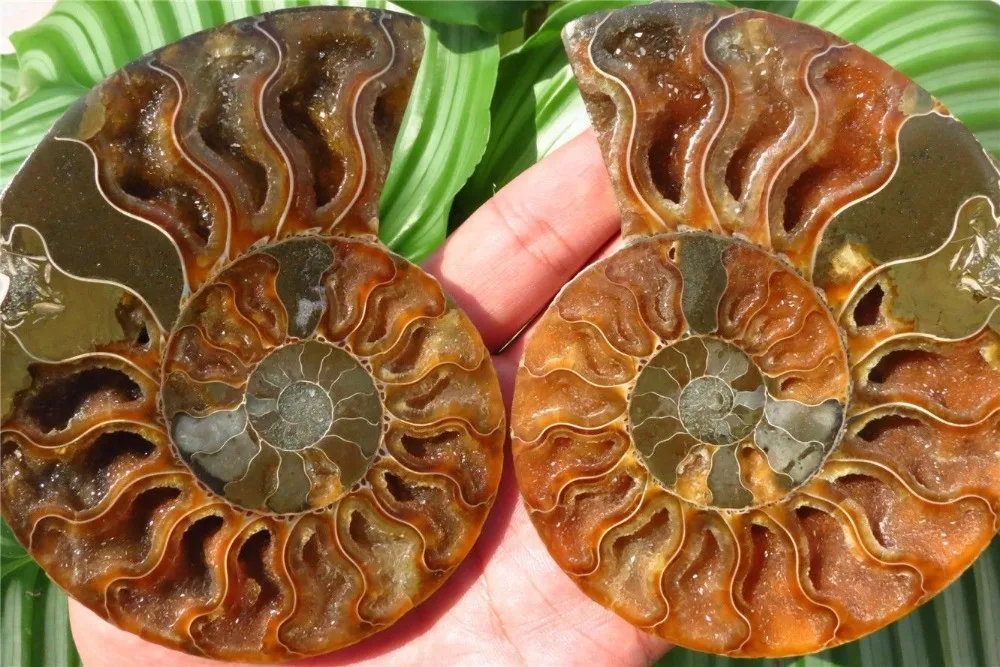 347g 3.54&quot Half Cut Ammonite Shell Jurrassic Fossil Madagascar | Дом и сад