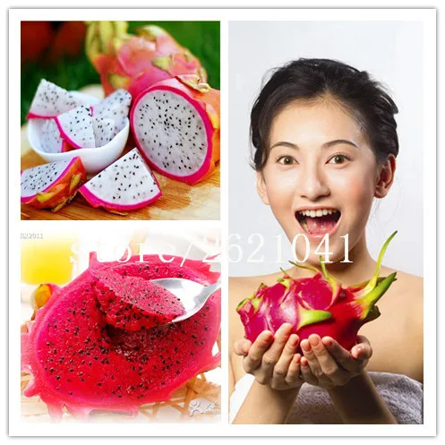 

200pcs bonsai Pitaya Delicious red heart Dragon fruit plant tree Britt. Perennial climbing fruit potted plant