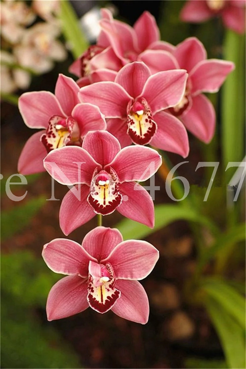 100 pcs/ bag Bonsai Cymbidium Floribundum Orchid Plant Outdoor Natural Growth Potted Flower Planta For Home Garden Flower Pot