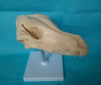 

Hot 1:1 Life Size Dog Skull Skeleton Model Animal Skulls Skeleton Model Veterinary Teaching Model Dog Anatomy Medical Equipment
