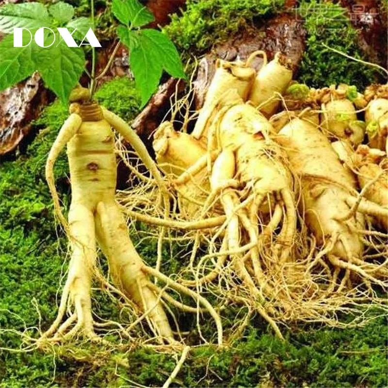 30 pcs Stratified Chinese hardy Panax Ginseng Korea Ginseng Seeds