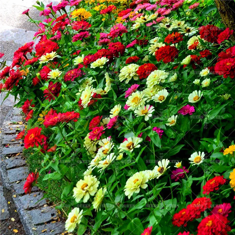 

500pcs Double flap Zinnia bonsai Mixed Colors Flower bonsai plants colourful flowers pot plant for home garden plantas planting