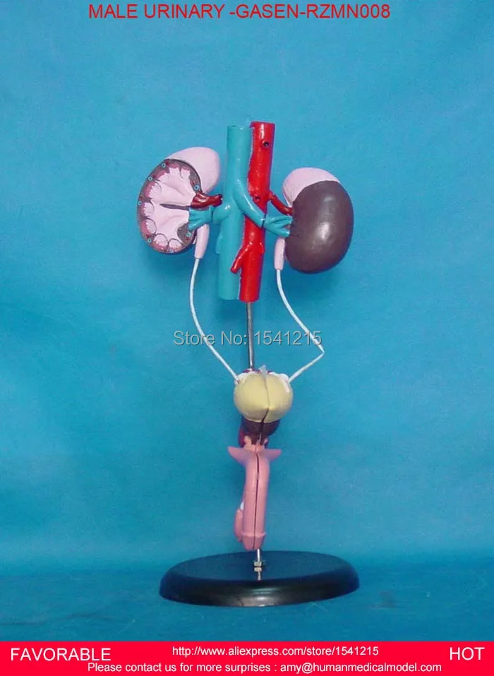 

MALE URINARY ORGAN SYSTEM MODEL,MALE URINARY SYSTEM MODEL MALE GENITAL ORGANS UROLOGY BLADDER KIDNEY MODEL-GASEN-RZMN008