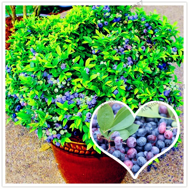

Blueberry fruit bonsai,high Germination fruit tree flores for home garden planting,easy to grow,100pcs/bag