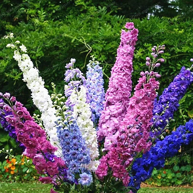 Perenne Delphinium Grandiflorum Bonsai Piante In Vaso Da Perenne Delphinium Grandiflorum Bonsai Piante In Vaso Da Giardino Crescita Naturale Di Casa