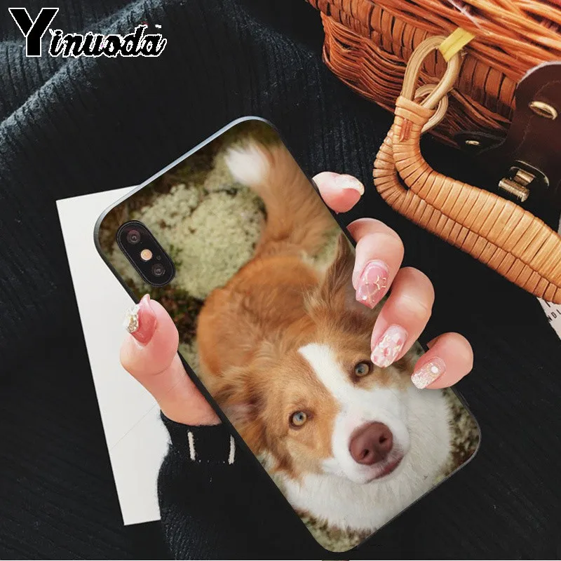 cute Border collie Dog