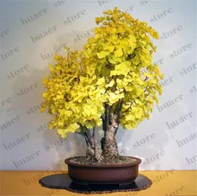10 Pcs/ Ginkgo Biloba Bonsai, Maidenhair Tree Pot Exotic Plant Bonsai Flower New Home Garden Ornamental Plant