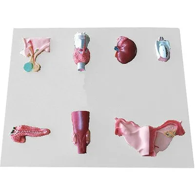 

Human endocrine organ model Genital secretion organ Anatomical model 45*55*1.2cm free shipping
