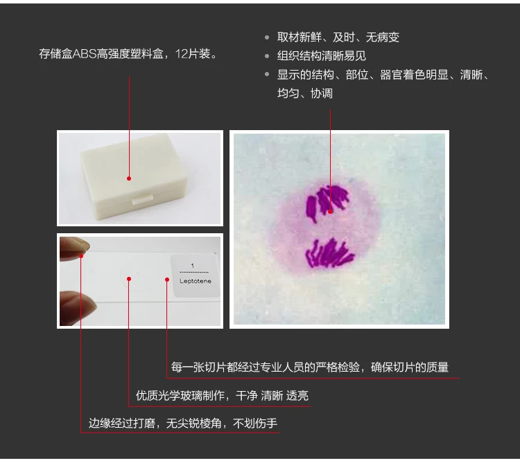 12 шт клеточный дивизион Биологический микроскоп различные образцы отборные готовые слайды луковые пыльники майозный микроломтик