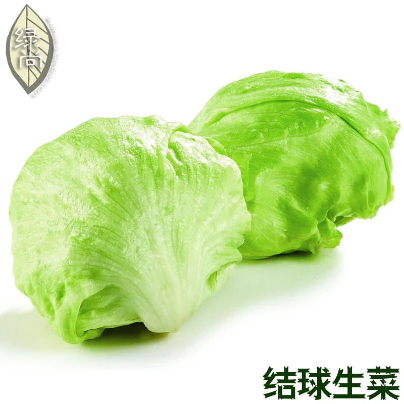 

Lettuce Purple Ball Of Lettuce 4 Seasons Of Sowing Garden Terrace Potted Vegetable bonsai 200pcs