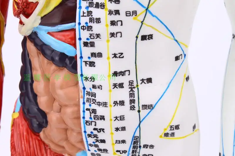 Тело модель точечной акупунктуры рефлекторная зона Меридиан Массаж, акупунктура, половина кожи и половина мышц Анатомия 60 см