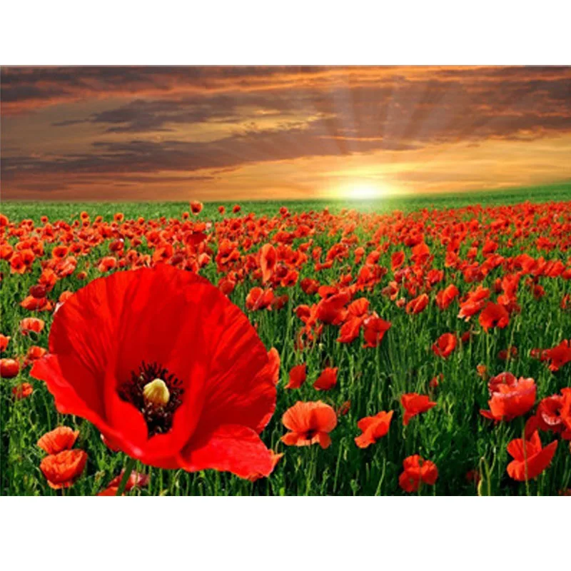 

Flower DIY Paintings By Numbers Poppies Canvas Oil Painting And Calligraphy Home Decor For Living Room Wall Art