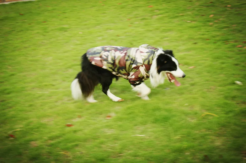 Y120_New_Winter_Big_Dog_Pet_cotton_Clothes_Camouflage_Padded_2_legs_Costume_Coats_for_Border_Collie_Large_dog_clothing_ (3)