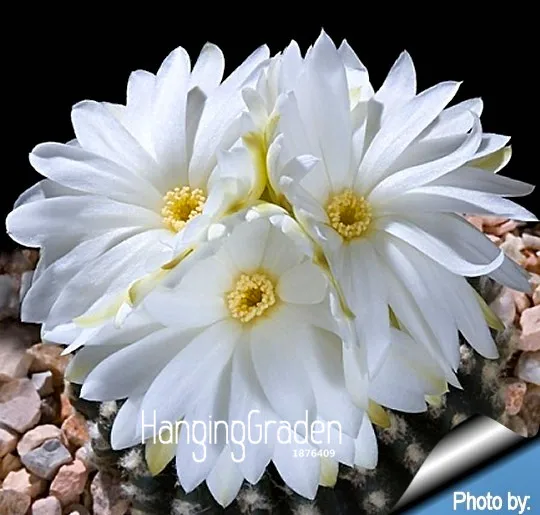 

Sale!Succulents Bonsai Echinopsis tubiflora, cactus Plant, rare flower cactus,about 100 Pcs/Bag,#1HTFSH