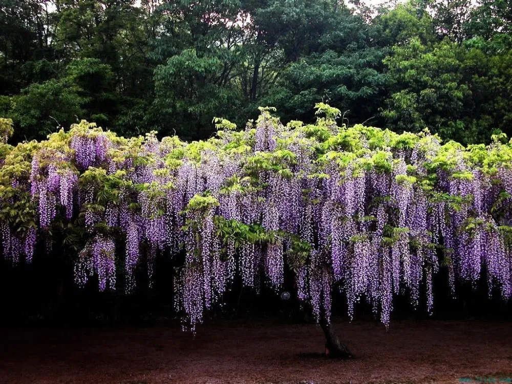 Wholesale 50 seeds Blue Chinese Wisteria Vine, Wisteria sinensis