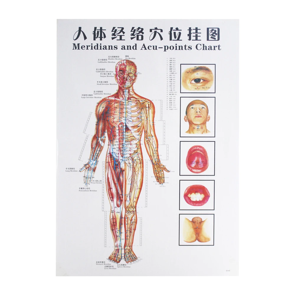 7 шт./набор акупунктуурный массаж Punt Kaart китайский и энгелс Меридиан акупрессуурпунтен плакаты Grafiek Muur Kaart Voor Medische