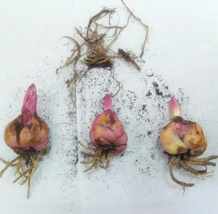2 Bulb Perfume Lilies (Not Bonsai) , Rare Flower Garden Plant , Balcony Bonsai Courtyard Plant Flowers Lily