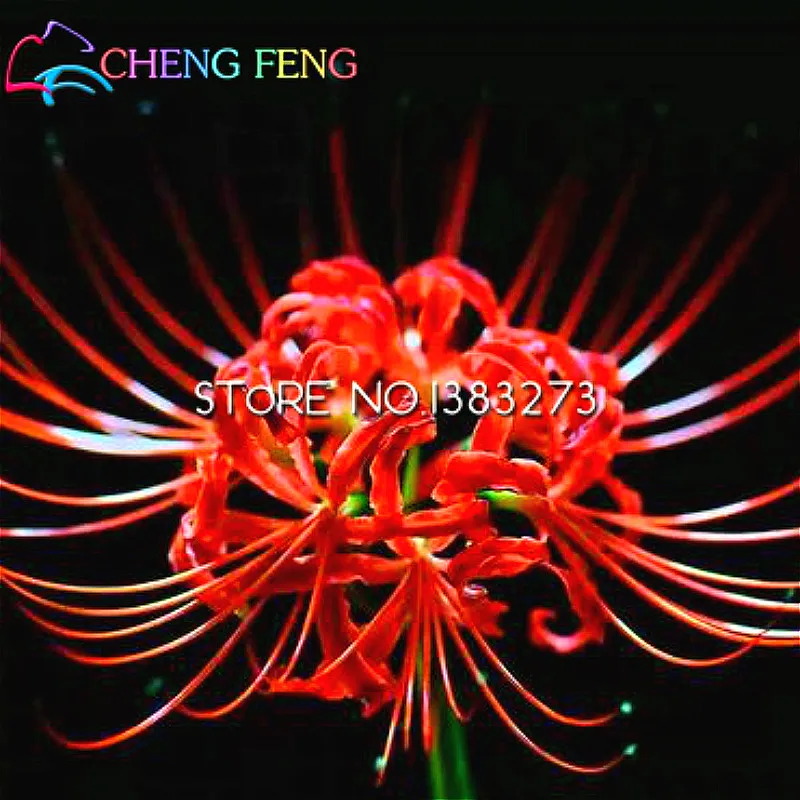 024 75 De Réductionlivraison Gratuite Vente 100 Pcs Mix Couleur Higanbana Graines Bonsaï Fleurs Tropicales Plantes Pour La Maison Jardin Plus