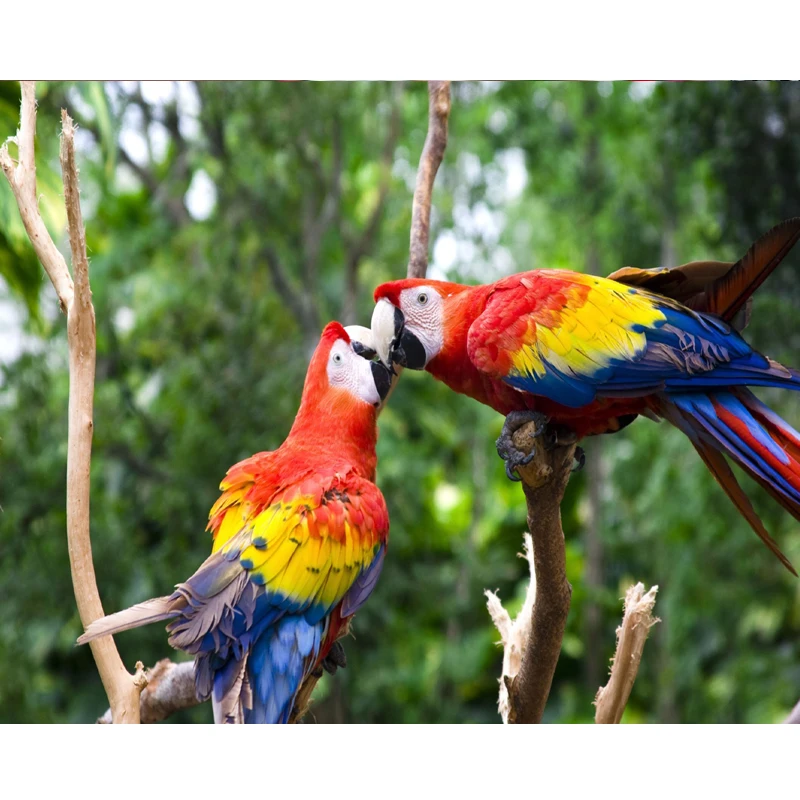 

Cute Love Bird 5D diamond cross stitch kits Colorful Parrot Pictures Diy Embroidery Diamond painting wall stickers room decor
