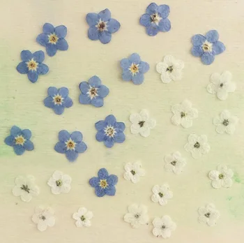 

100pcs Pressed Dried Blue/White Myosotis Sylvatica Forgetmenot Flower Plant Herbarium For Jewelry Phone Case Frame DIY Making