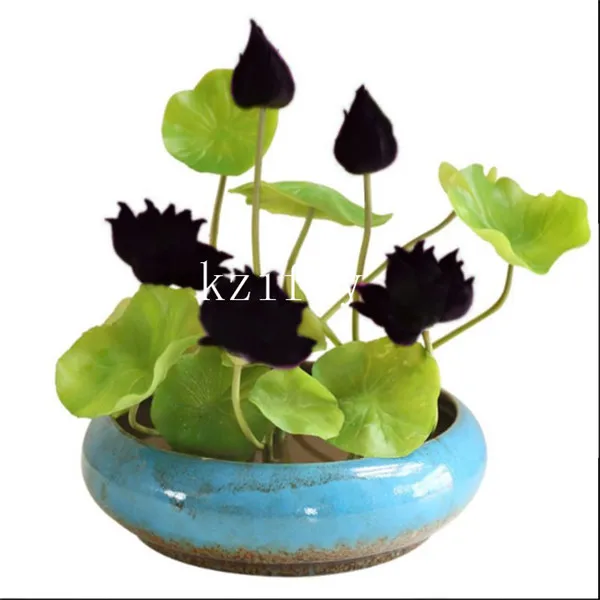 bonsai flower lotus flower for summer 100 real Bowl lotus pots Bonsai