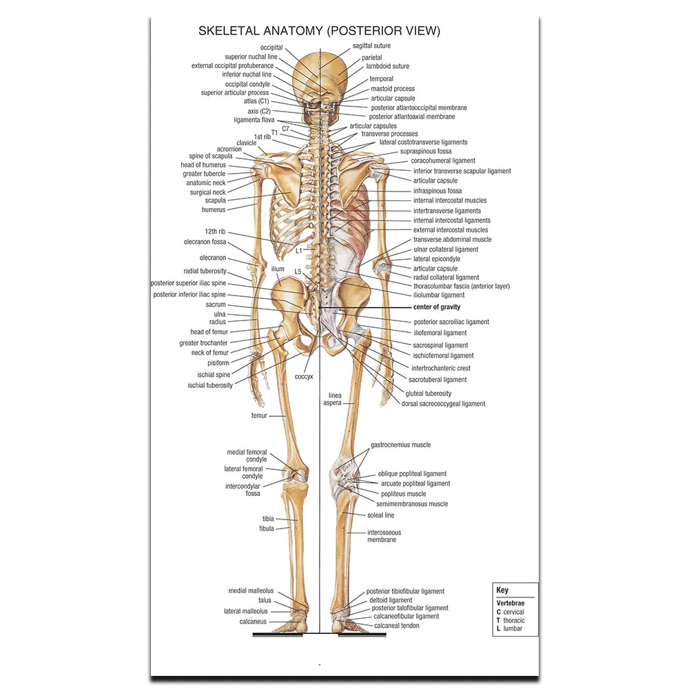 Плакат "скелетная система", медицина и образование, украшение дома, плакат, картина, печать 30x48 см, 50x80 см, 60x96 см - Цвет: QT123