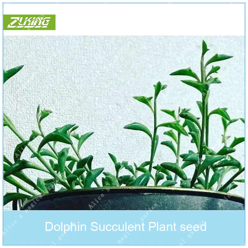 

ZLKING 100 Pcs Rare Dolphin Succulent Bonsai Cute Little Dolphins Indoor Flowering Plants