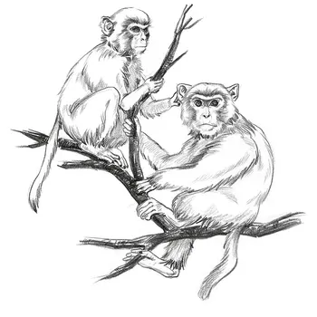

Interest In Learning To Copy Linyi Zero-based Adult Coloring Book Pencil Pure Hand Painting Technique Art Beginner Textbooks
