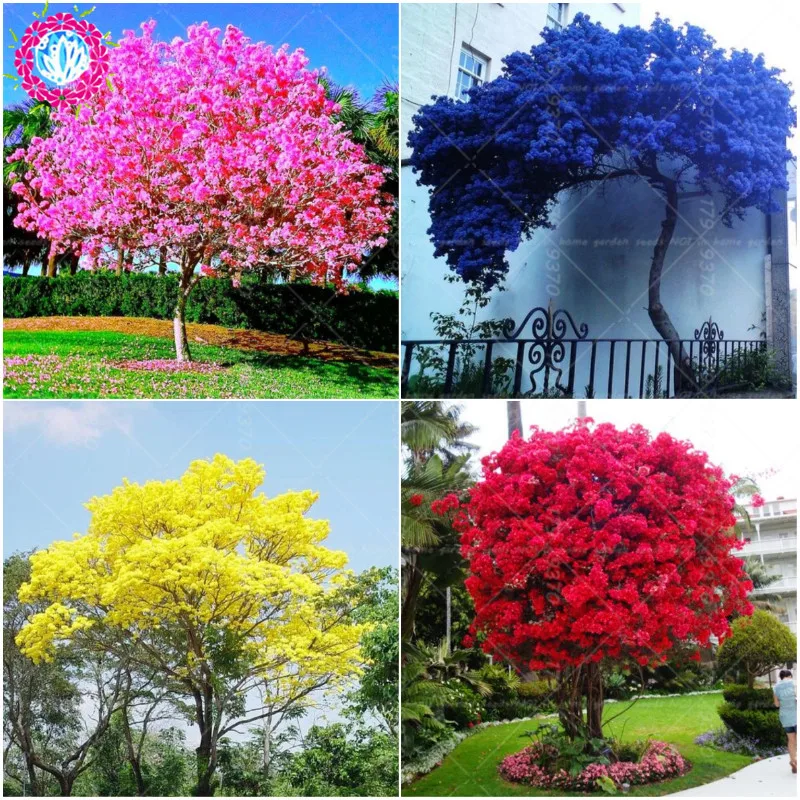 

Bauhinia Tree Graines perennial Blooming plants Full of tree Blue flowers for Garden plant sementes de flores-10pcs