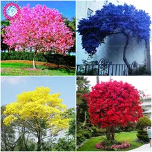 Bauhinia дерево Graines многолетний цветущие растения полный дерево синие цветы для сада завод sementes де flores-10pcs