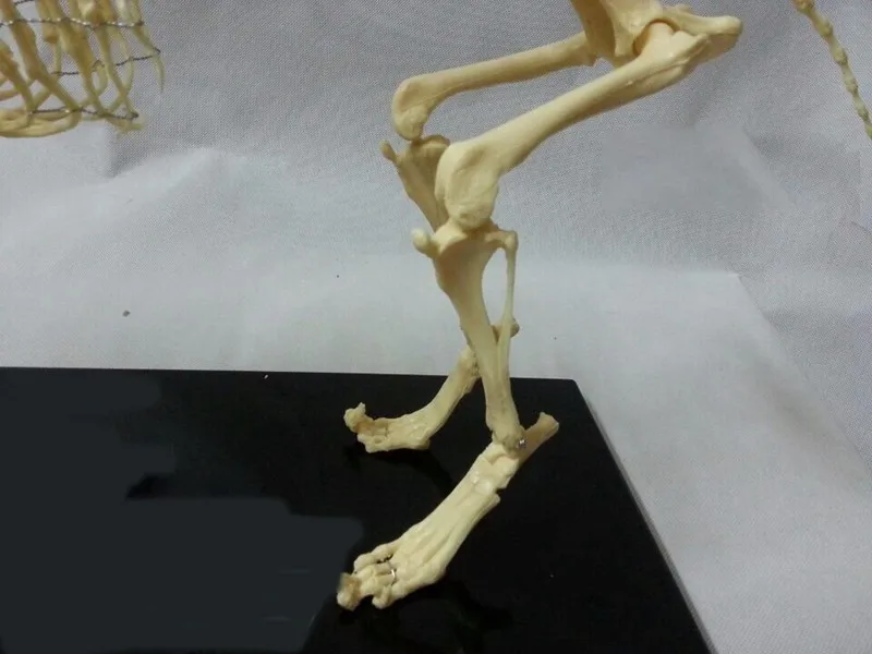 Модель скелета животных Собака Скелет кошка образовательная модель скелета модель