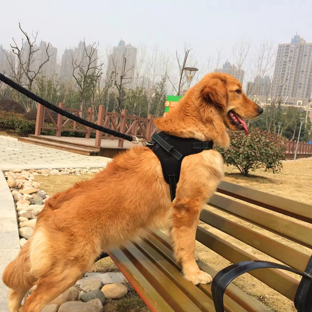 dog harness (3)