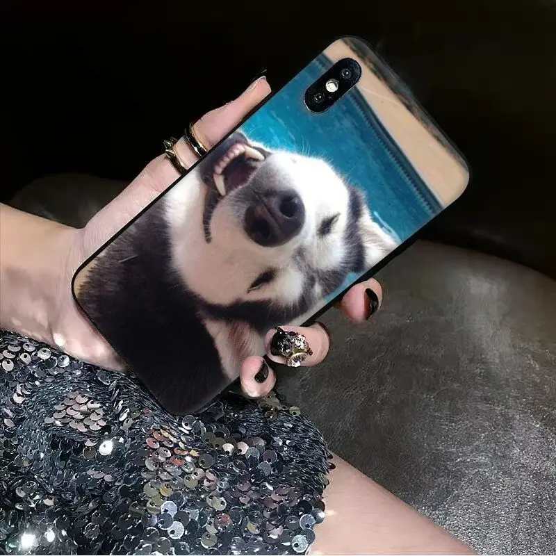 Animal dog husky