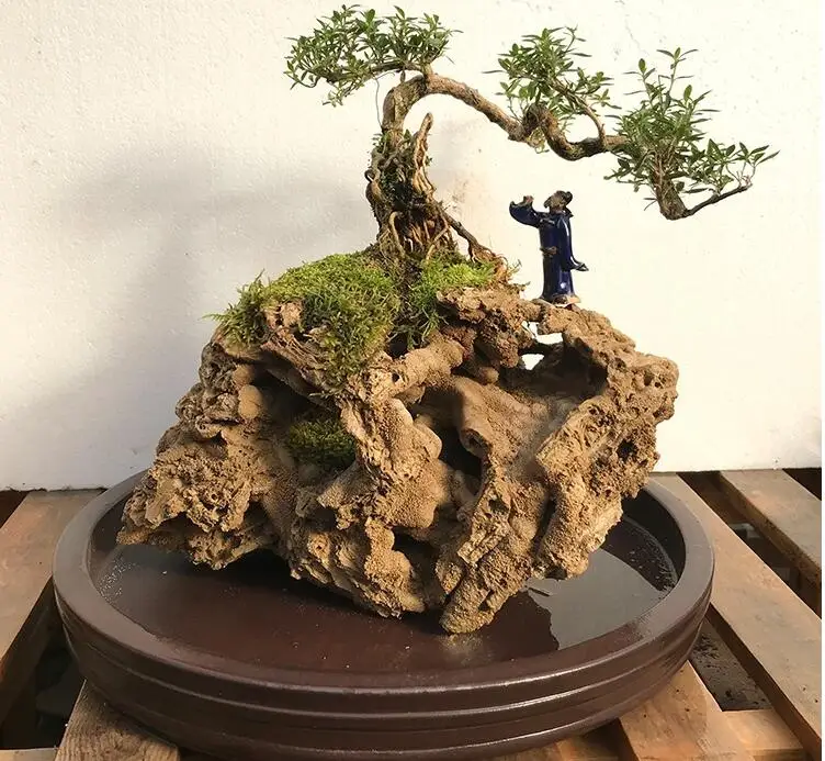 Купить Дерево Бонсай Для Аквариума