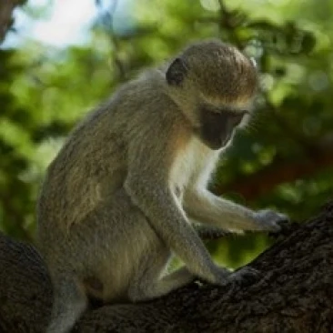 Vervet monkey  Victoria Falls  Zimbabwe  Africa Poster Print by David Wall (35 x 24)