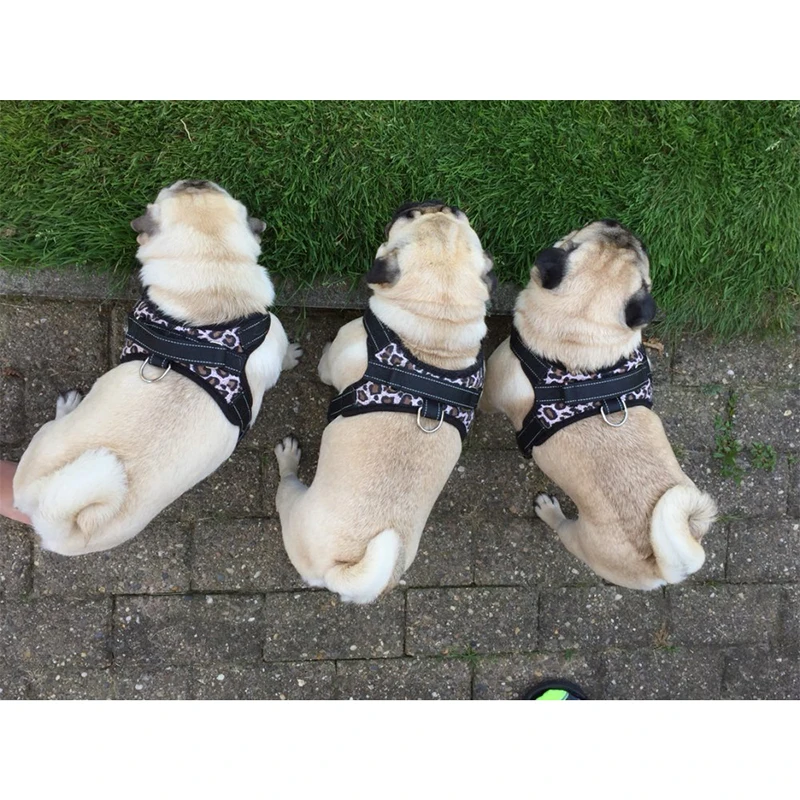 Harnesses-09-17