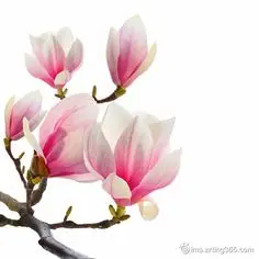 fb24f53bc3810ea8f26dc03f6e8a54af6606e3fbd1cc-YSJnuo_fw236