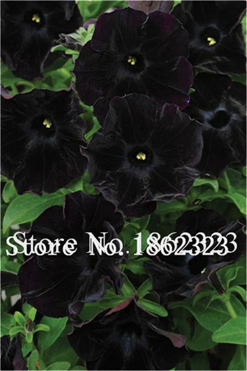 петуния софистика блэк. виола виттрока блэк цветок. ирис золотисто-расписной black form. морозник onyx odyssey. рябчик персидский блэк.