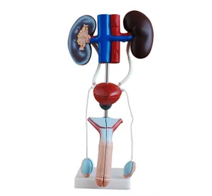 

Male human model Anatomical model of the male genitourinary system