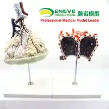 

KeyWord: anatomy model; human lung segment; respiratory system;