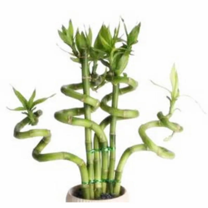 Popular bamboo balcony buy cheap bamboo balcony lots from china ...