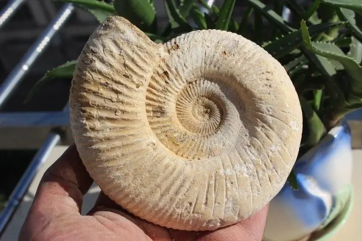 500g NATURAL HUGE MANTELLICERAS AMMONITE FOSSIL CONCH | Дом и сад