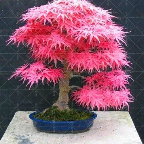 20pcs Mixed Colors Japanese Maple tree Bonsai Indoor Purple Maple Tree