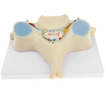 

7X Magnification Fifth Cervical Vertebra Spinal Nerve Model Human Anatomical Model for School Teaching Tool Learning Display