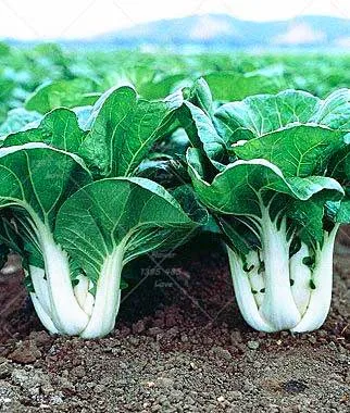 

200pcs bonsai gaint Chinese Cabbage plants Easy to Grow - Nutritious Green Vegetable plant Brassica Pekinensis Plants