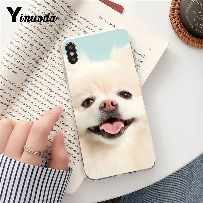 Dog Pomeranian