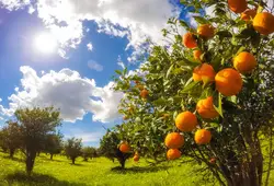 Laeacco Страна фермы Orchard оранжевый урожая живописные фотографии фон Индивидуальные фотографическое фон для фото Studio