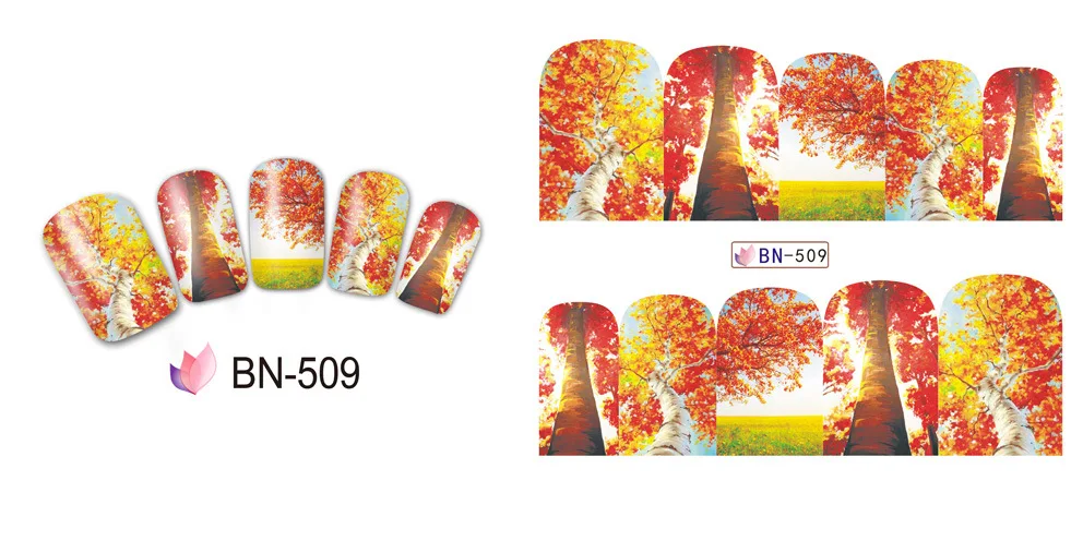 BN509