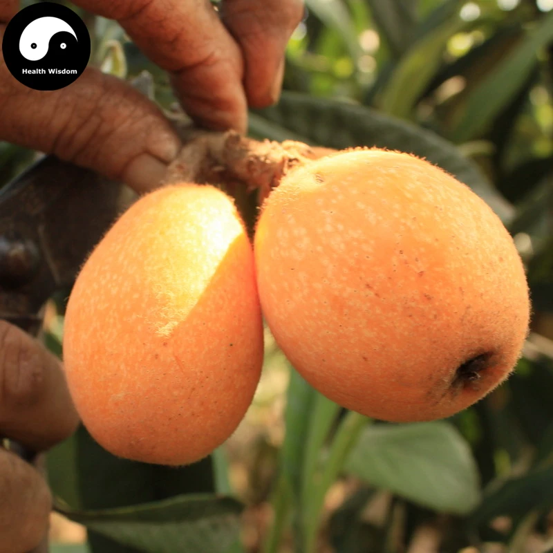 Buy Buy Loquat Fruit Semente 20pcs Plant Eriobotrya