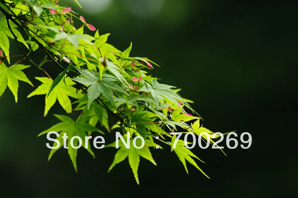 60 Semillas de Arce Japones Acer Palmatum 